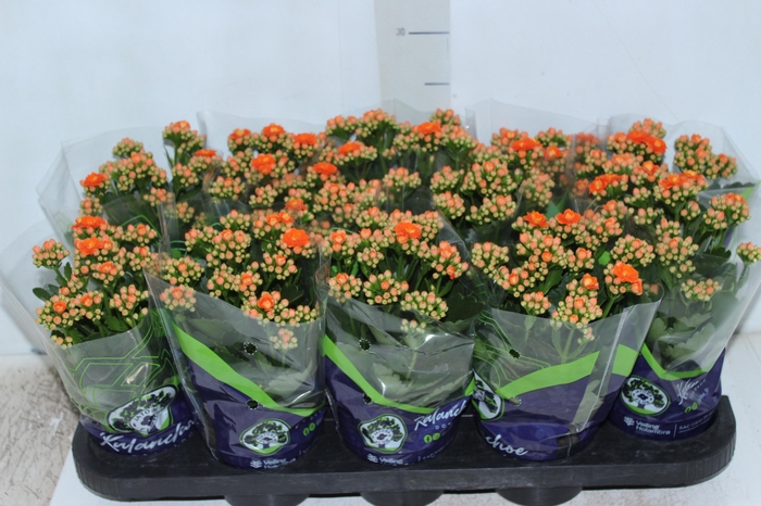 <h4>KALANCHOE DOBRADO P11 LARANJA</h4>