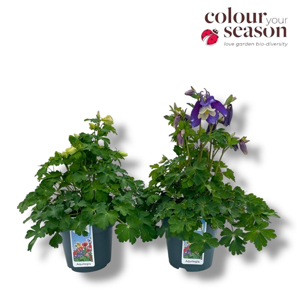 <h4>Aquilegia Spring Magic Mixlaag</h4>