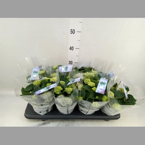 Hydrangea mac. 'Magical Revolution'