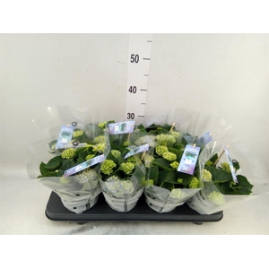 Hydrangea mac. 'Magical Revolution'