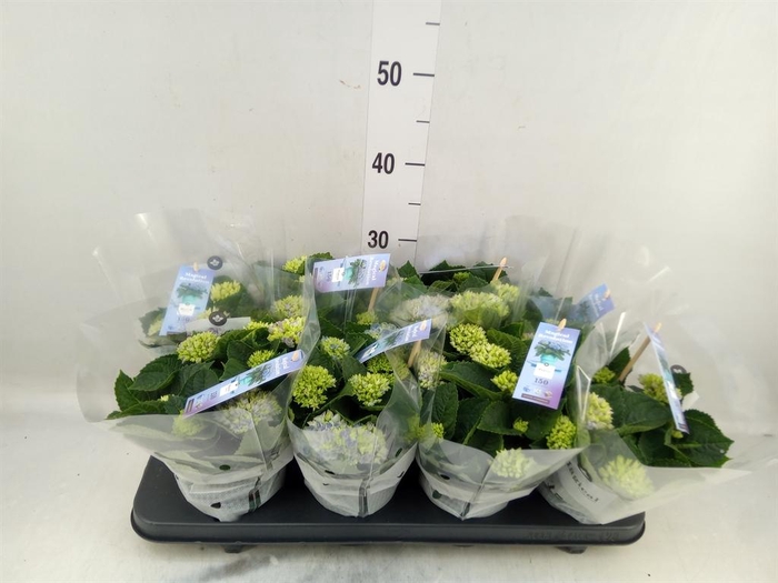 <h4>Hydrangea mac. 'Magical Revolution'</h4>