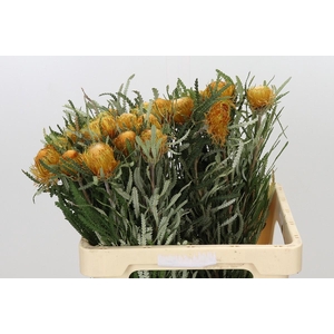 Banksia Dryandra