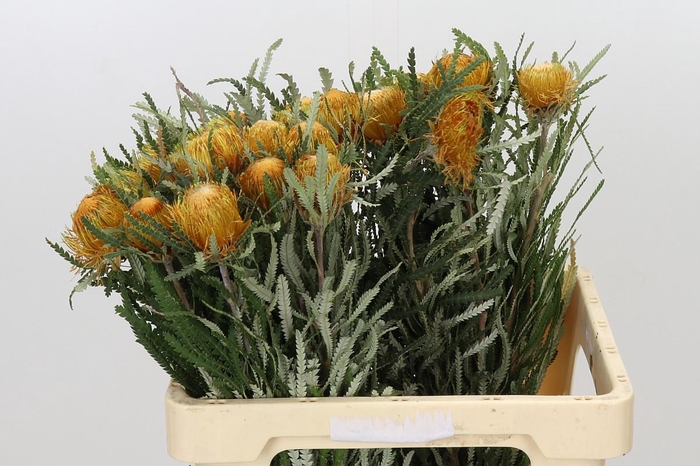 <h4>Banksia Dryandra</h4>