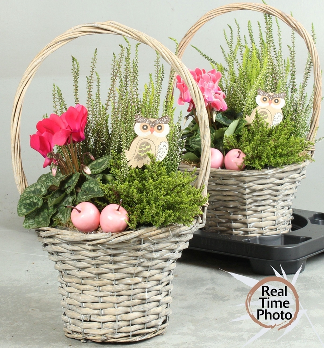 <h4>ARR TUINPLANTEN</h4>