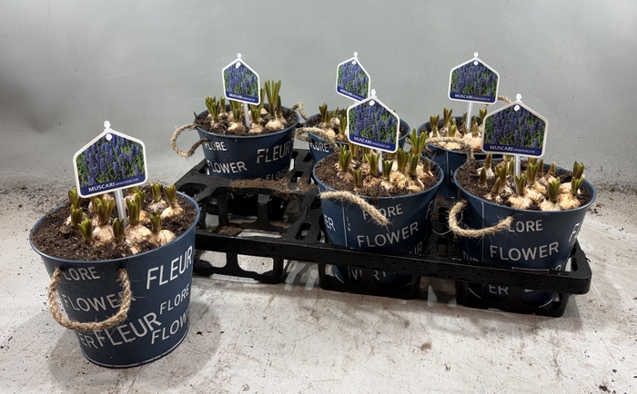 <h4>ARR MUSCARI</h4>