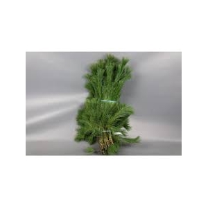 KIEFER(PINUS STROBUS) HANDBOS