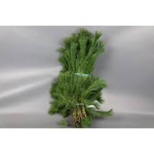 PINUS MUGO 500 GRAM