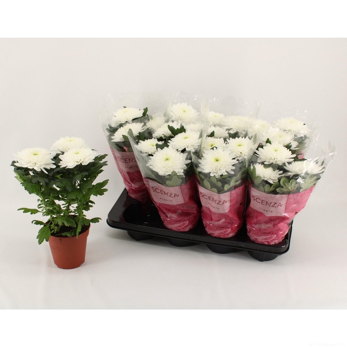 <h4>CHRYS SUPNOVA WHITE</h4>