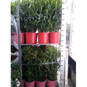 Nerium oleander   ...