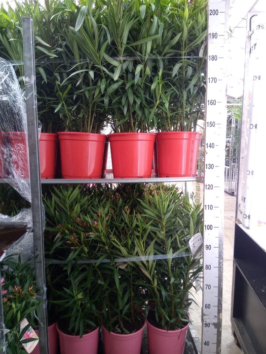 <h4>Nerium oleander   ...</h4>
