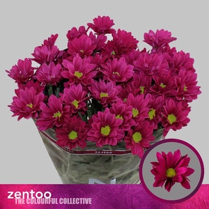 Chr T Purple Star Zentoo