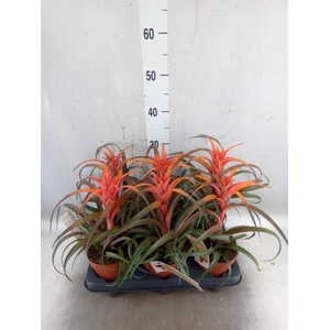 Tillandsia capitata 'Hermosa'