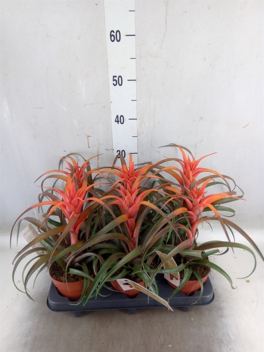 <h4>Tillandsia capitata 'Hermosa'</h4>