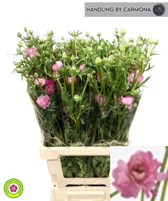 <h4>RAN N MODERNA DOLCE</h4>