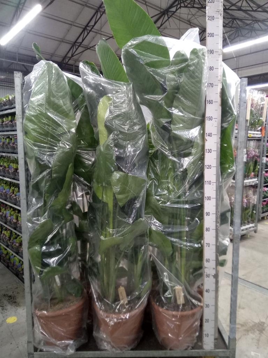 <h4>Strelitzia nicolai</h4>