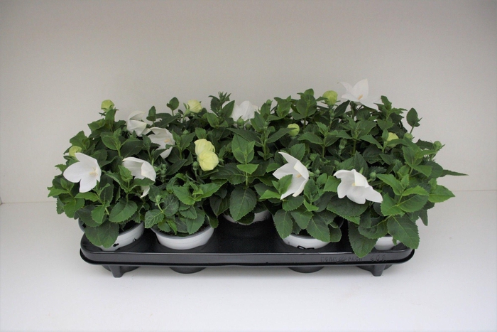 <h4>Platycodon White</h4>