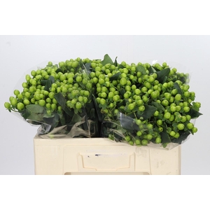 Hypericum Lucky Romance