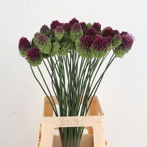 ALLIUM SPHAEROCEPHAL
