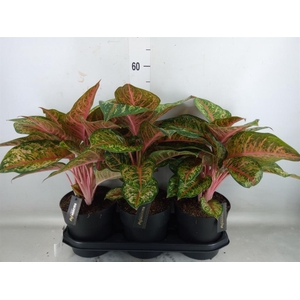 Aglaonema   ...