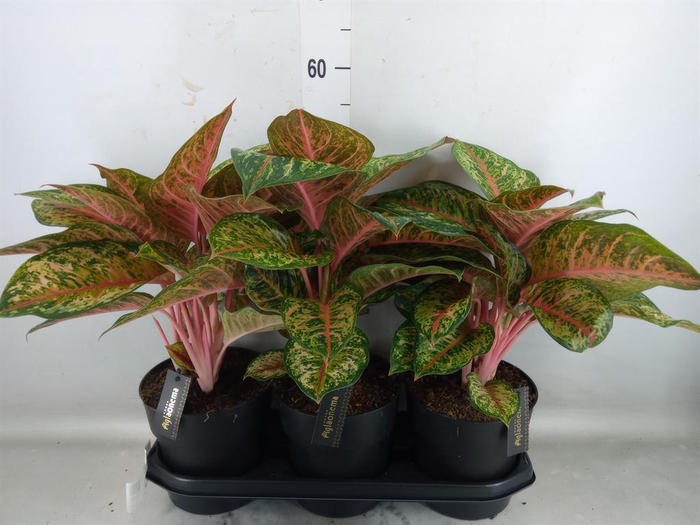 <h4>Aglaonema   ...</h4>