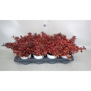 Coprosma  'Karo Red'
