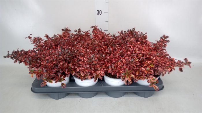 <h4>Coprosma  'Karo Red'</h4>