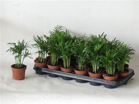 arr8 Chamaed Elegans