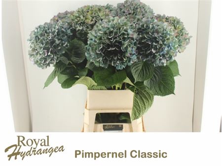 <h4>Hydr M Ch Pimpernel Cl</h4>