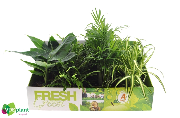 <h4>Fresh Green mix 12cm in Showdoos</h4>