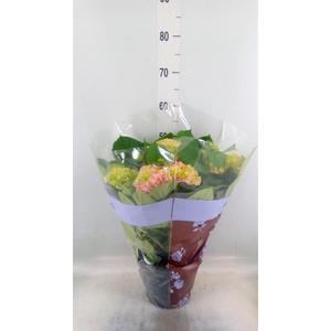 Hydrangea mac. 'Hi River'