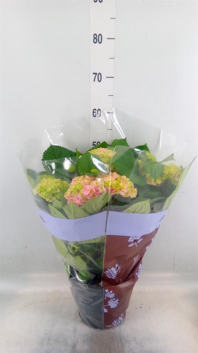 <h4>Hydrangea mac. 'Hi River'</h4>