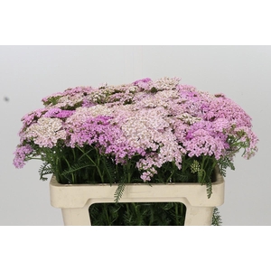 Achillea Millefol Masterclass Light Pink