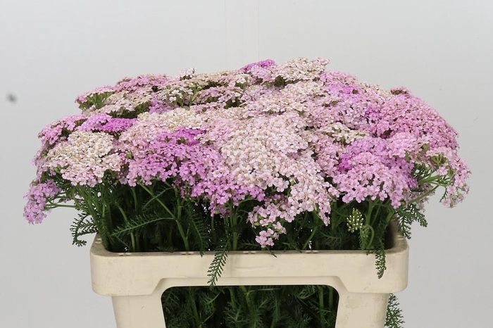Achillea Millefol Masterclass Light Pink