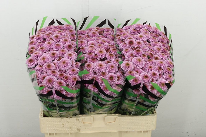 <h4>Chr S Doria Pink</h4>