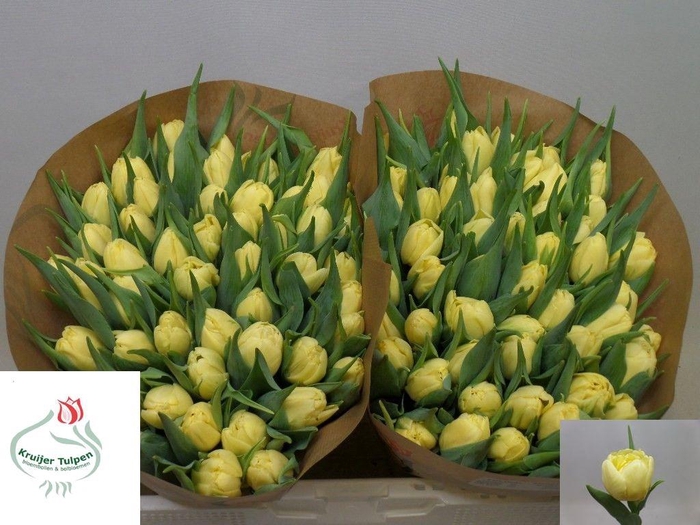 <h4>TU DU SWEET LEMON</h4>