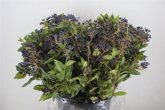 <h4>Vib Berry Blue P Bunch</h4>