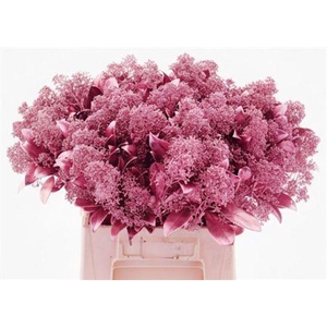 Skim Klb Metallic Pink P Bos