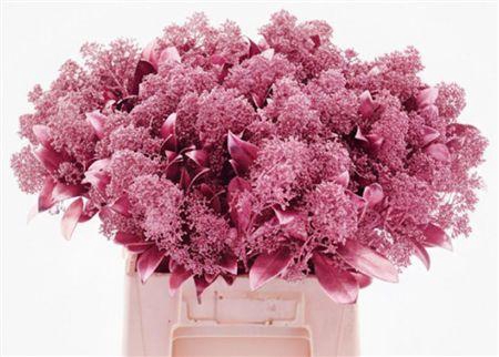 <h4>Skim Klb Rosè Goud P Bos</h4>