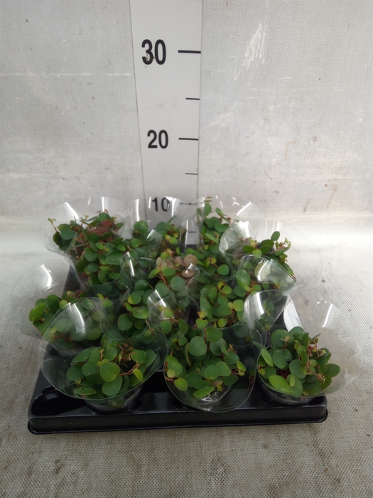 <h4>Peperomia</h4>