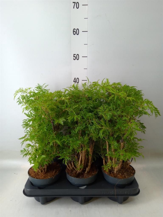 <h4>Polyscias fruticosa</h4>