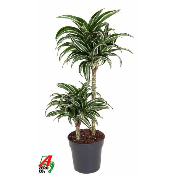 Dracaena Jade Jewel 45-15