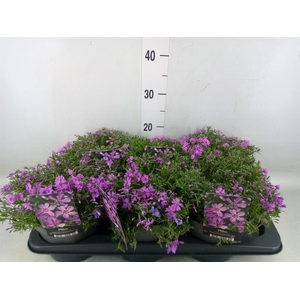 Phlox sub. 'Fabulous Dark Rose eye'