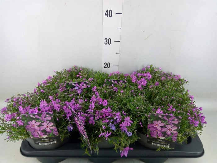 <h4>Phlox sub. 'Fabulous Dark Rose eye'</h4>