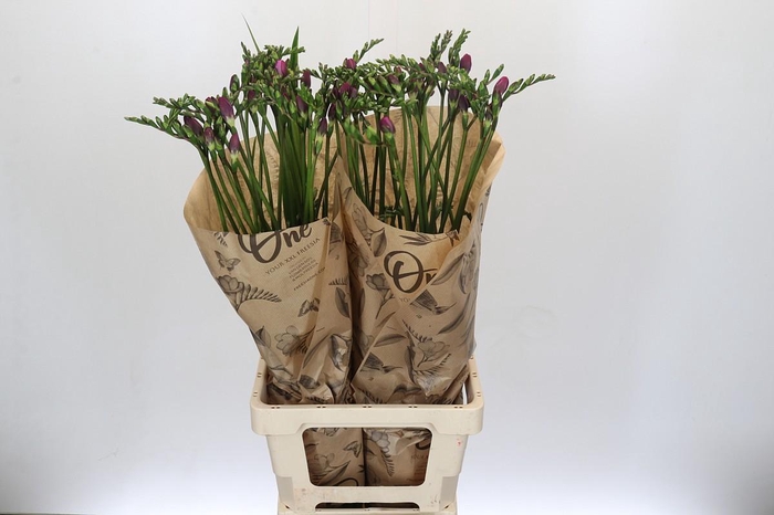 <h4>Freesia One Xxl Pink</h4>