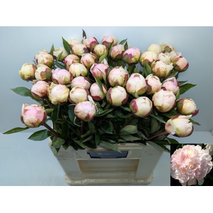 PAEO L FLOR NICHOLLS