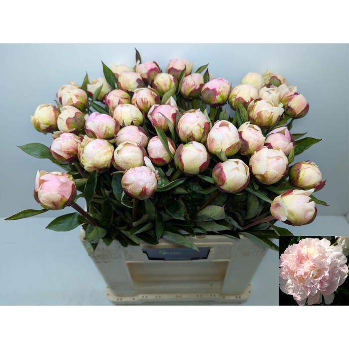 <h4>PAEO L FLOR NICHOLLS</h4>