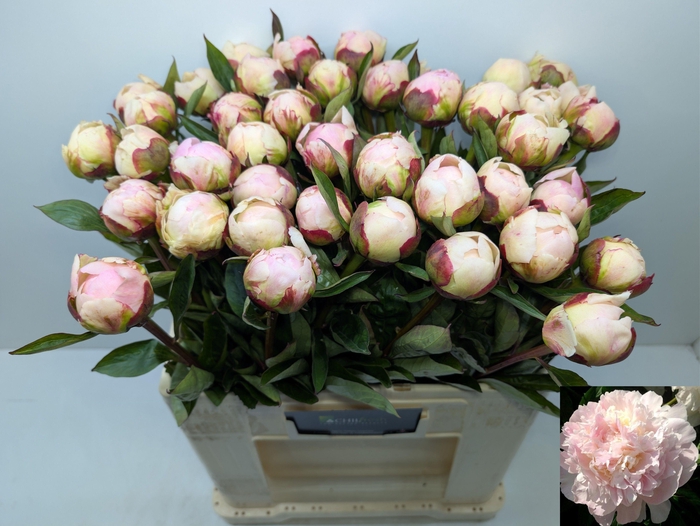 <h4>PAEO L FLOR NICHOLLS</h4>