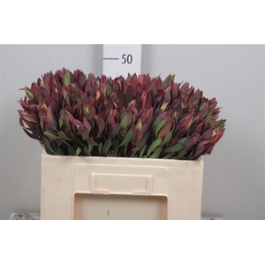 Leucadendron Senorita Spray