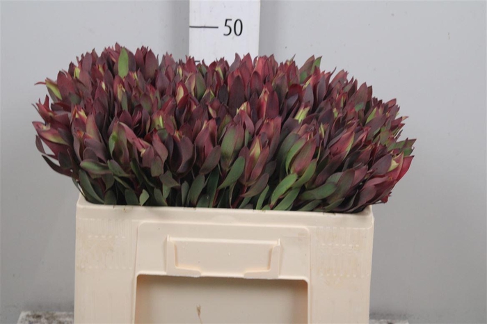 <h4>Leucadendron Senorita Spray</h4>