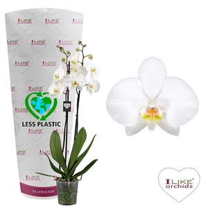 Phalaenopsis Leeds - 2 tak 80cm (Less Plastic)